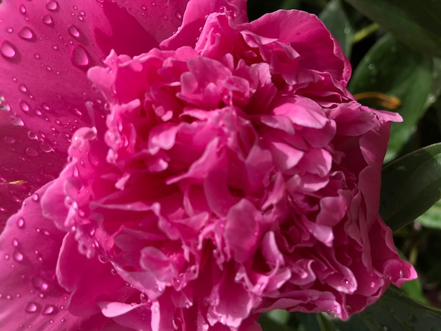 Peony from our garden - after the summer rain.